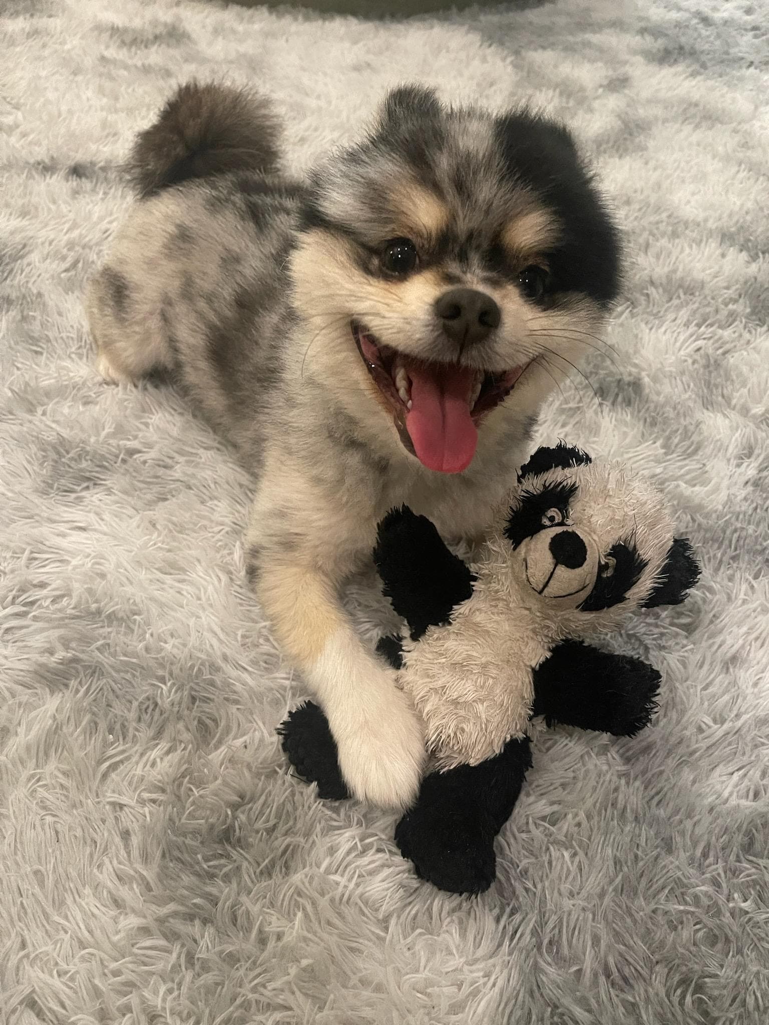 Gizmo Nolan