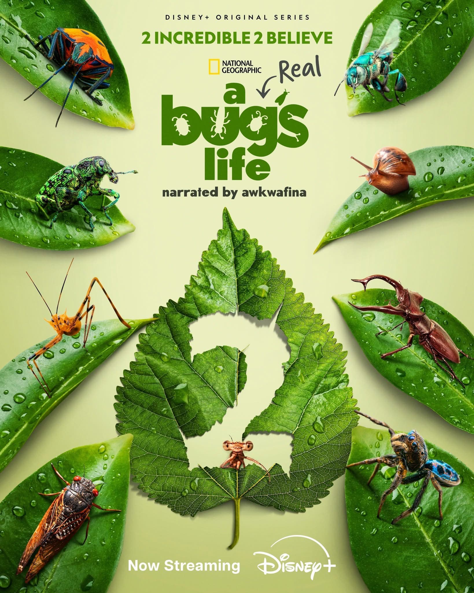 A Real Bug's Life