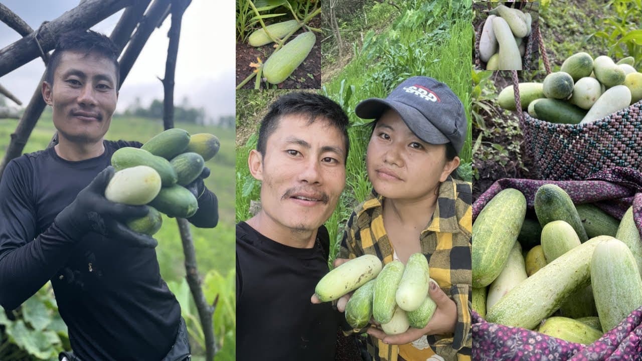 Villagers couple harvesting lots of cucumbers 🥒 and veggies