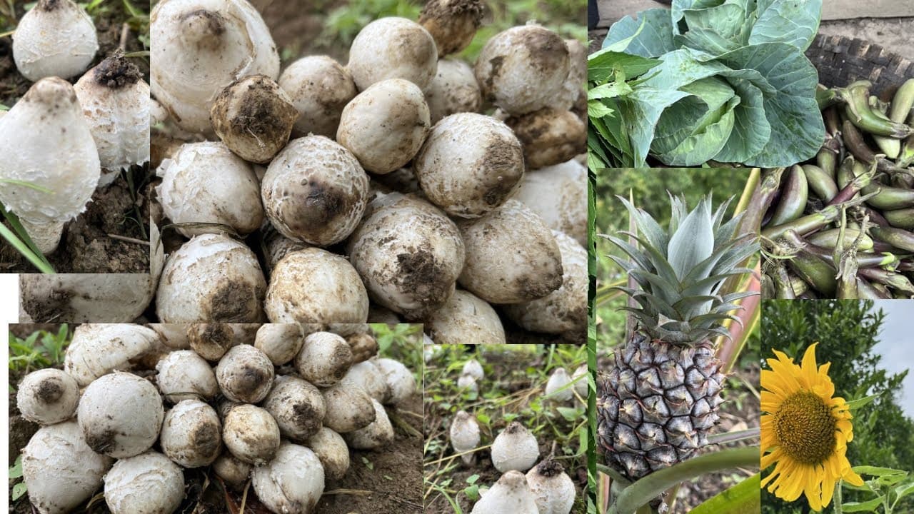 Naga Farmers harvesting lots of Veggies and Mushrooms