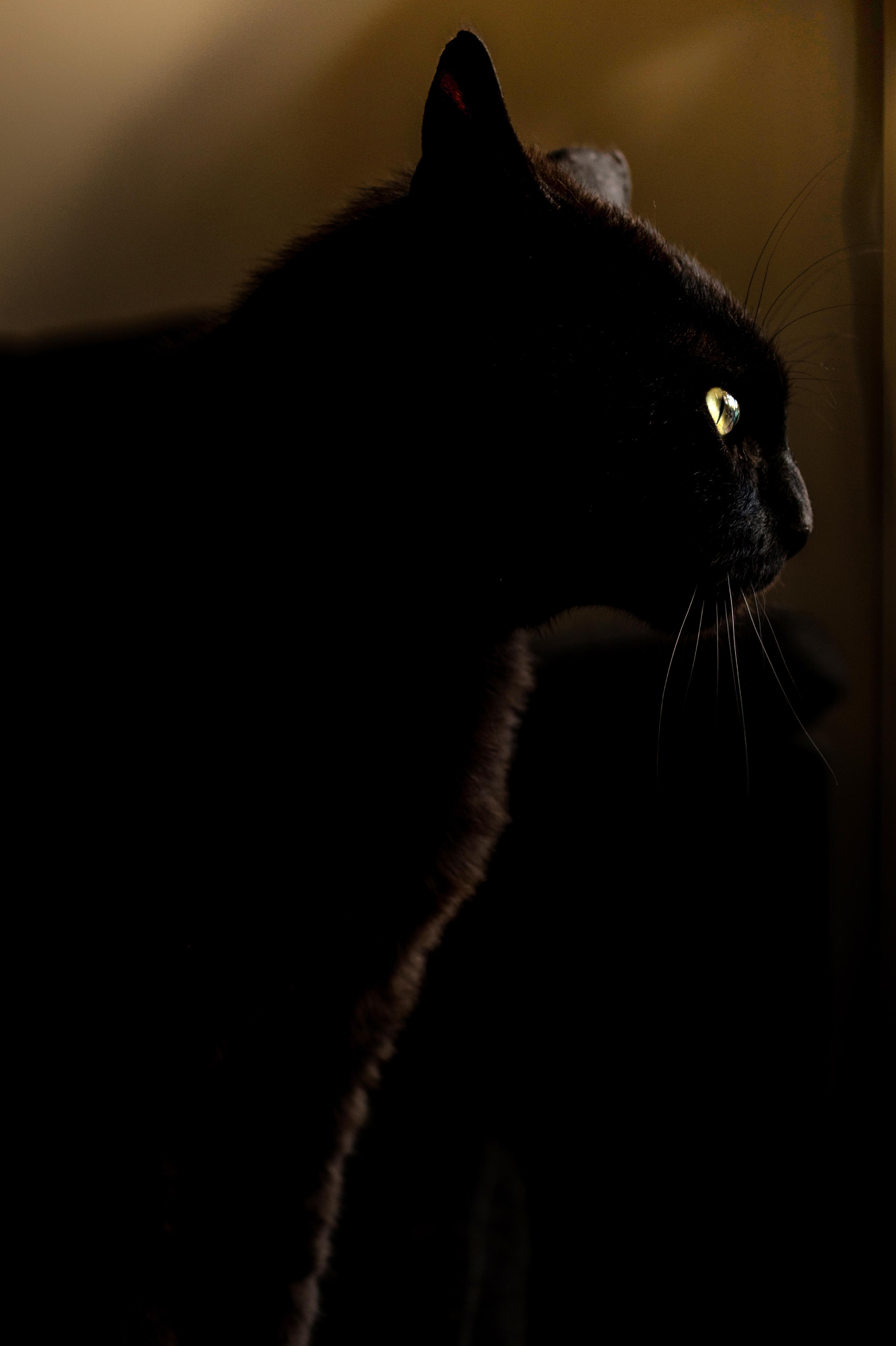 The Cat