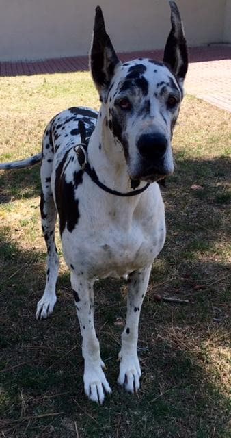 Armani GreatDane